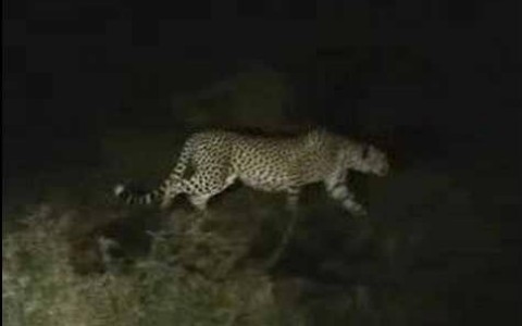 Maharajganj News : हनुमानगढ़िया में तेंदुए की दस्तक की खबर, वन विभाग बोला- अभी नहीं हुई पुष्टि