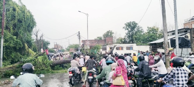 Maharajganj News: सिसवा-घुघली मार्ग पर बारिश में जड़ समेत गिरा आम का पेड़, घंटों बाधित रहा यातायात