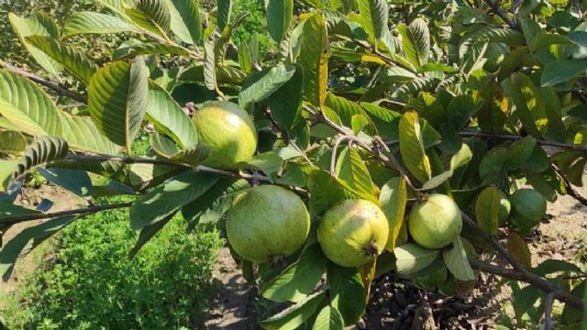 Maharajganj News : बस बच्चे को अमरूद तोड़ने से ही तो रोका था, क्या पता था चली जाएगी जान