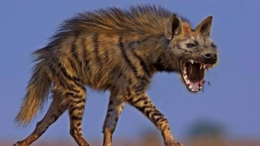 Maharajganj News : गाँव वालों ने समझा तेंदुआ, वन विभाग ने बताया कुछ और ! पदचिह्न ने खोला राज