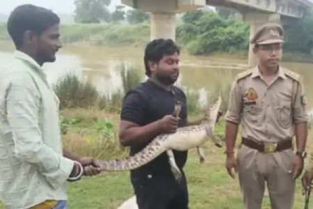 Maharajganj News: महराजगंज के विजयपुर चौराहे के तालाब में जाल में फंसा मगरमच्छ, ग्रामीणों में मची हलचल
